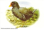 Postcard with painting of a Tristan Moorhen