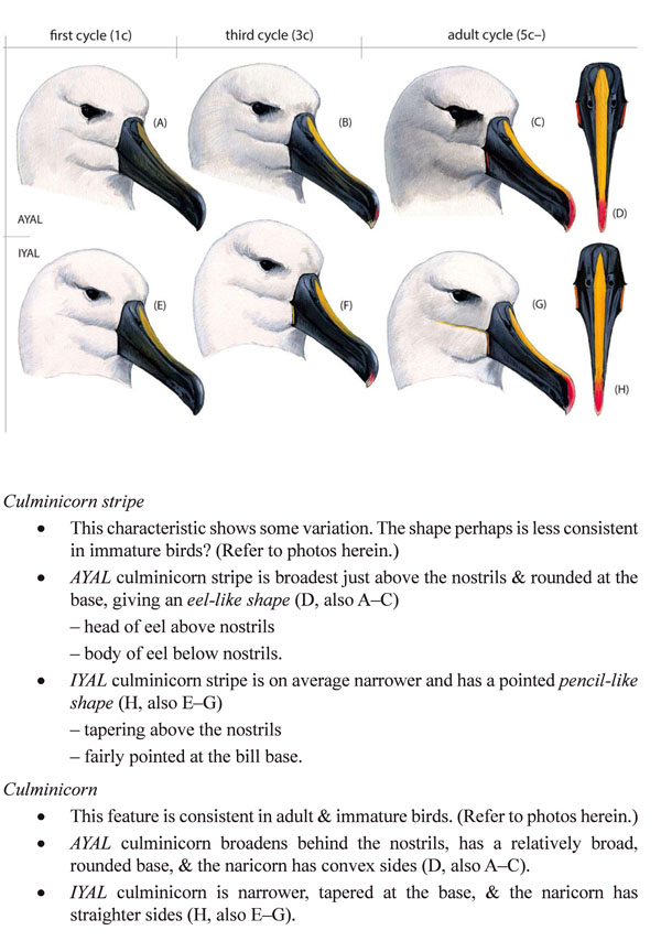 Definitive yellow-nosed albatross identification guide