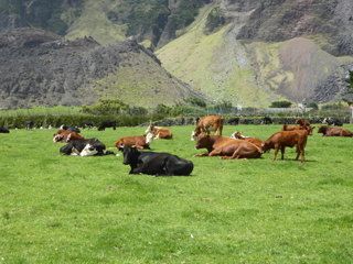 Contented cattle grazing and lazing on American Fence, February 2019