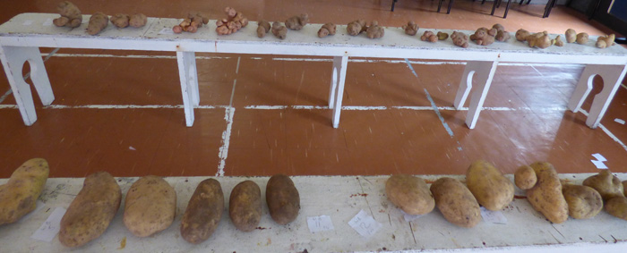 Heaviest Potato and Strangest Shaped Potato Competitions.