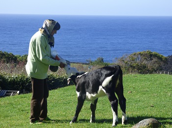 Feeding an orphan calf on Tristan