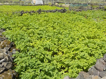 A healthy patch of potatoes
