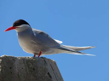 Arctic Tern or King Bird