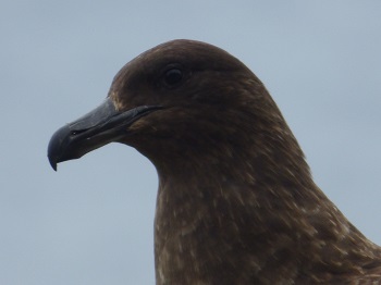 A Skua waiting for the insides from the cleaned fish.