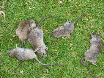 Dead rats
