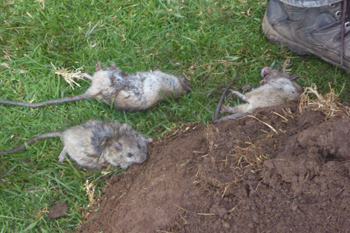 Dead rats