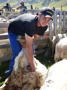 Sheep Shearing Day, Dec.2017