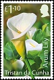Arum Lily, £1.10