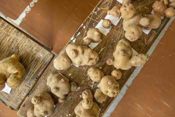 Strangest shaped potatoes