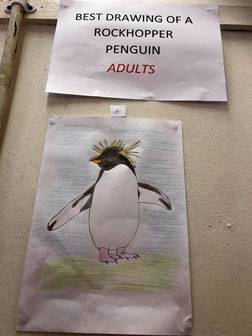 Best drawing of a Rockhopper Penguin - Adults