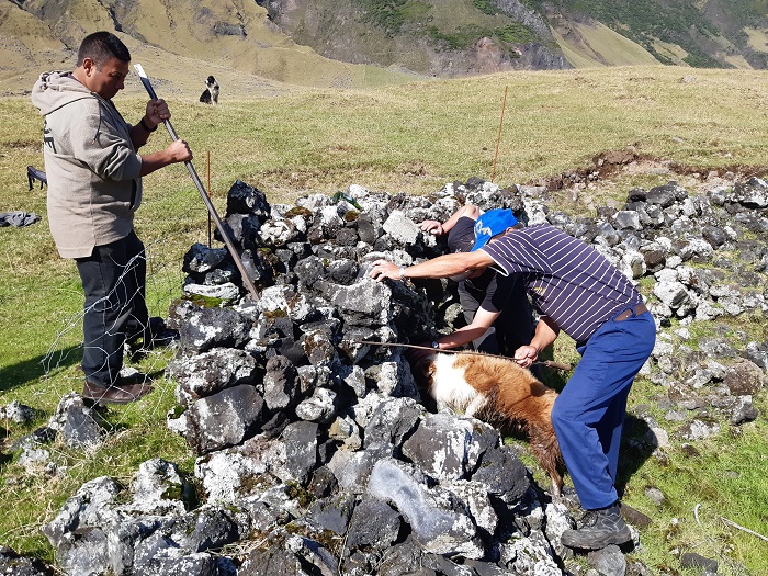Men and dogs hunting for rats