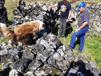Men and dogs hunting for rats