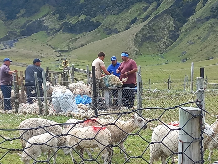Men busy shearing sheep