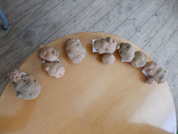 Smooth Skinned Potato class