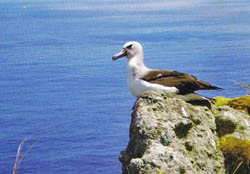 Atlantic Yellow-Nosed Albatross Postcard