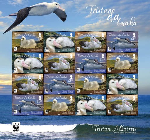 Tristan Albatross, Large sheetlet