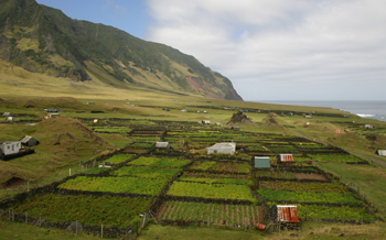 The Potato Patches.