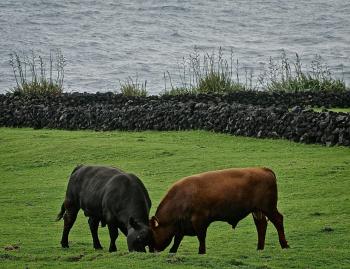 The bulls grazing.