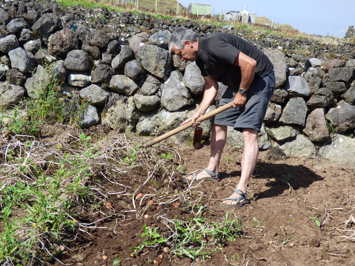 Gianfranco Repetto digging potatoes in The Patches