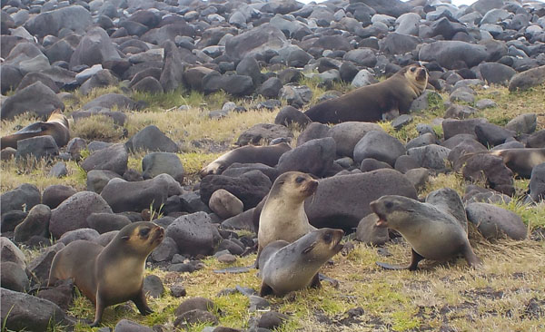 A group of subantarctic fur seals on the Tristan settlement plain