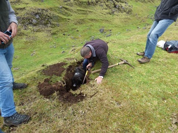 Digging out the rats