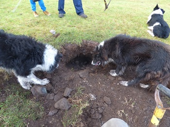 Dogs hunting for rats