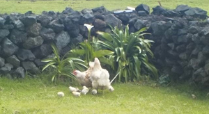 Free range chickens in the settlement