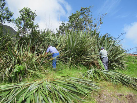 Cutting New Zealand flax for thatch