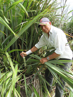 Cutting New Zealand flax for thatching