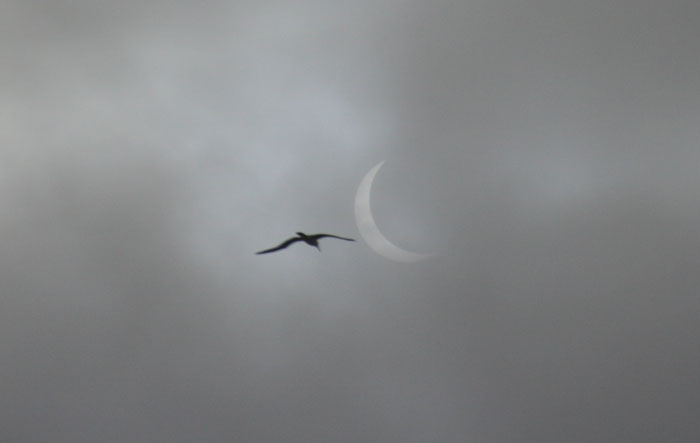 Partial solar eclipse at Tristan da Cunha, with albatross
