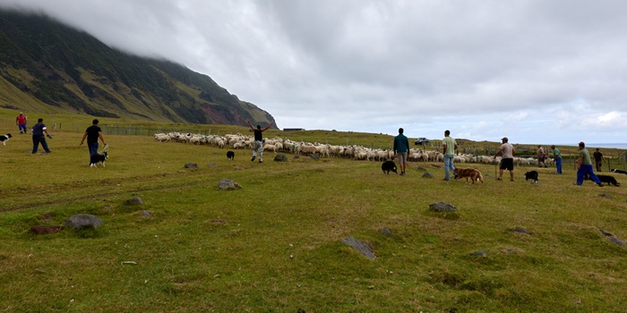 Herding the sheep into the pens.