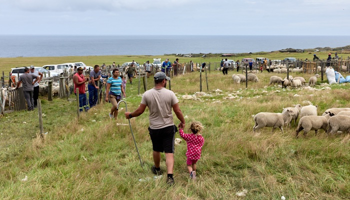 Families working together at the sheep pens.