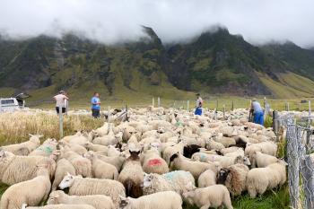 Men sorting sheep in the pens, while one lamb makes a bid for freedom.