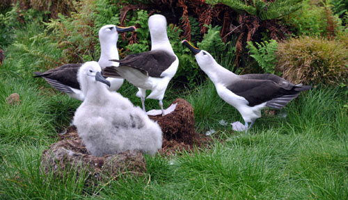 Atlantic yellow-nosed albatross on Nightngale Island