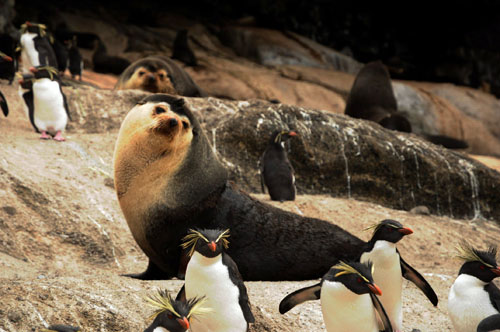 Subantarctic fur seals and Northern rockhopper penguins on Nightingale Island