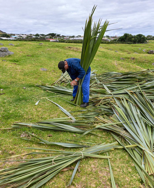 Preparing the New Zealand flax leaves into bundles