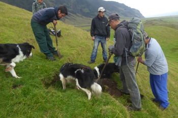 Digging for rats and mice.
