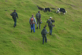 Searching for rat and mouse nests