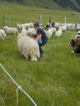 Sheep being penned for shearing.