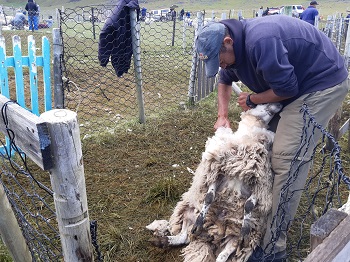 Shearing