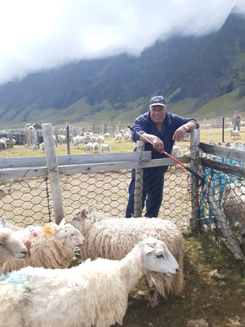 Ches Lavarello viewing penned sheep