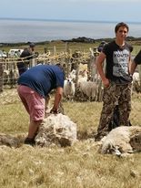 Shearing sheep