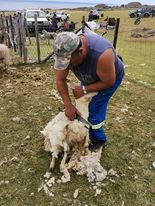 Shearing a sheep with hand clippers