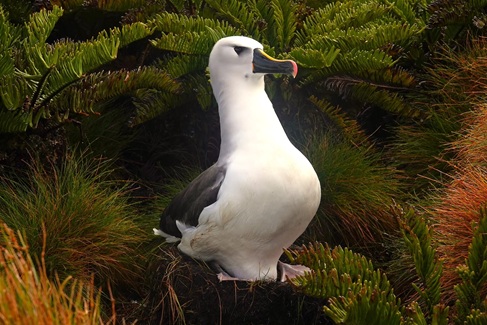 A Molly or Yellow-nosed Albatross on its nest on the Base.