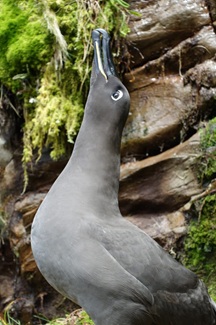 A Peeoo or Sooty Albatross
