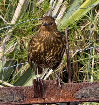 A Starchy or Tristan Thrush.