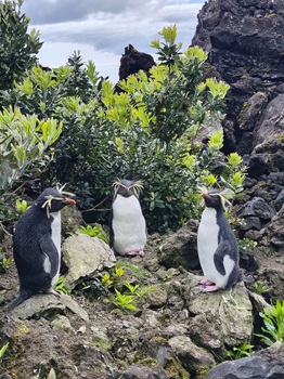 Rockhopper Penguins (not hopping!)