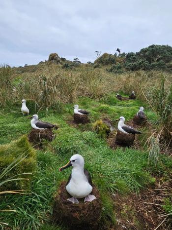 Nesting Yellow-nosed Albatrosses