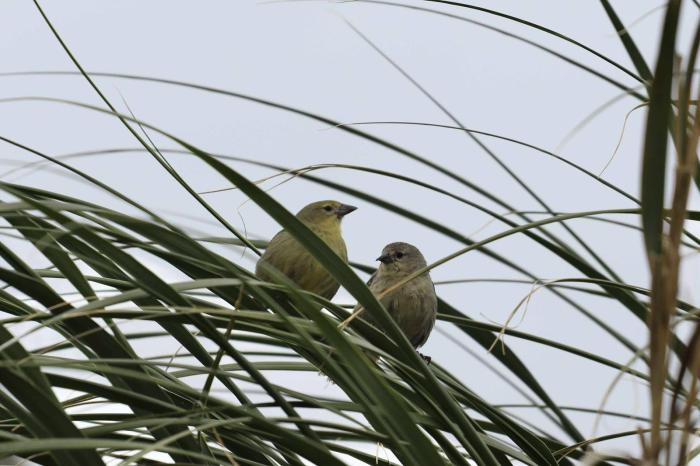 Nightingale Buntings. Photos: Odile Cesari