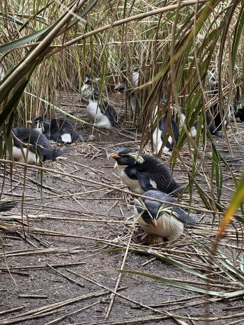 Incubating Rockhopper Penguins among the Tussock. Photo: Odile Cesari